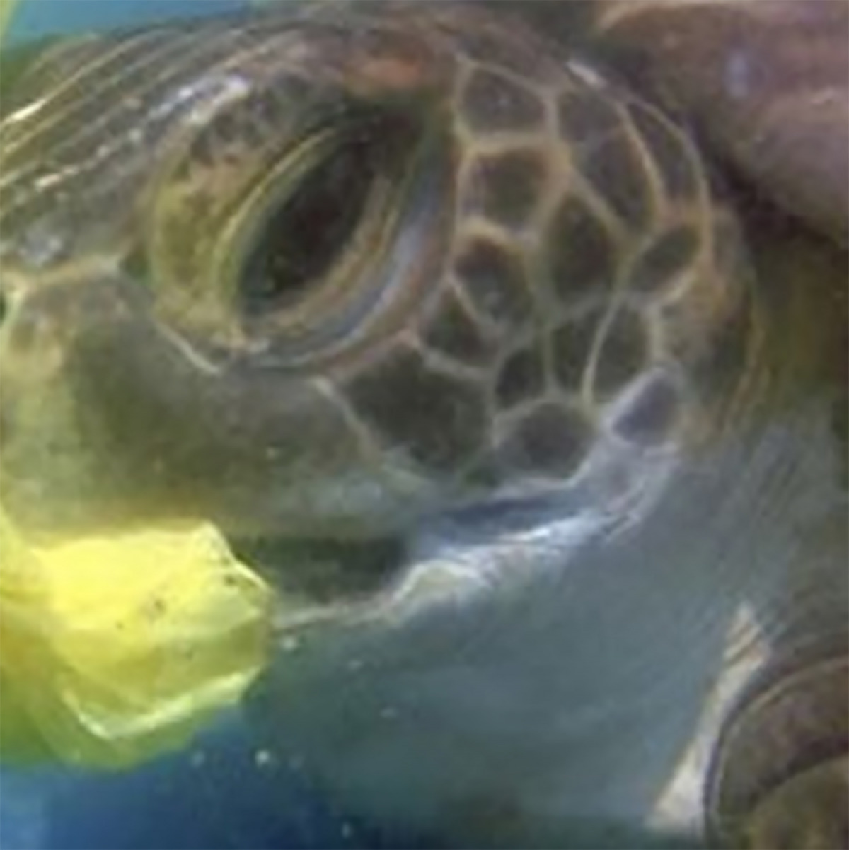 Una captura de pantalla de la imatge que ha publicat la Guàrdia Civil